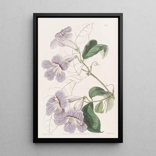 Sydenham Edwards - Painted Bignonia.webp