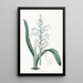 Lachenalia à fleurs bleu pâle - Sydenham Edwards — framed artwork on a wall
