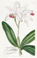 Cattleya intermédiaire à fleurs pâles - Sydenham Edwards — weergave van het kunstwerk
