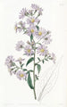Pale Aster - Sydenham Edwards — artwork view