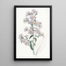 Pale Aster - Sydenham Edwards — framed artwork on a wall
