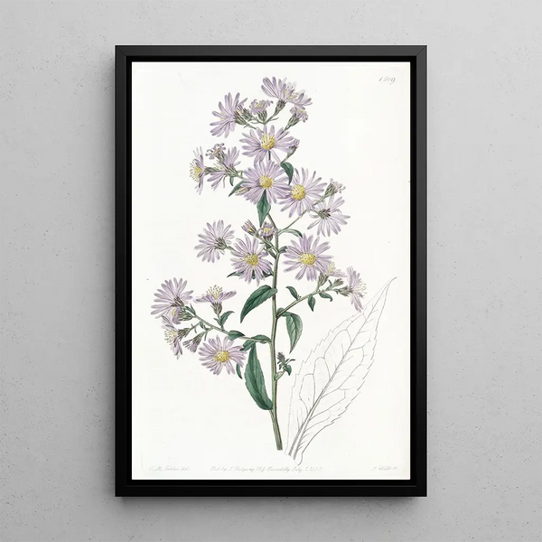 Sydenham Edwards - Pallid Aster.webp