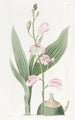 Bletia pâle - Sydenham Edwards — weergave van het kunstwerk