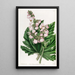Begonia with Parsnip Leaves - Sydenham Edwards — framed artwork on a wall