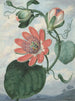 Fleur de la passion - Sydenham Edwards — weergave van het kunstwerk