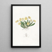 Oncidium pygmée - Sydenham Edwards — ingelijst kunstwerk aan de muur