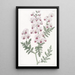 Schizanthus penné - Sydenham Edwards — ingelijst kunstwerk aan de muur