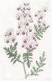 Schizanthus penné - Sydenham Edwards — weergave van het kunstwerk