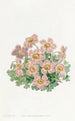 Oxalis de Piotta - Sydenham Edwards — weergave van het kunstwerk