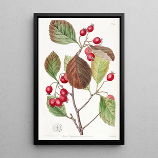 Sydenham Edwards - Plumleaved Thorn.webp