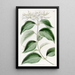 Jasmin à feuilles pointues - Sydenham Edwards — ingelijst kunstwerk aan de muur