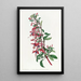 Fuchsia de Port Famine - Sydenham Edwards — ingelijst kunstwerk aan de muur
