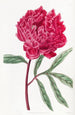Pivoine chinoise de Potts - Sydenham Edwards — weergave van het kunstwerk