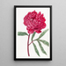 Pivoine chinoise de Potts - Sydenham Edwards — ingelijst kunstwerk aan de muur