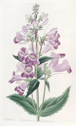 Sydenham Edwards - Pretty Pentstemon.webp