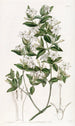 Jasmin à feuilles de troène - Sydenham Edwards — weergave van het kunstwerk