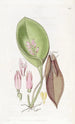 Pleurothallis prolifère - Sydenham Edwards — weergave van het kunstwerk