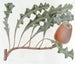 Banksia prostrée - Sydenham Edwards — weergave van het kunstwerk