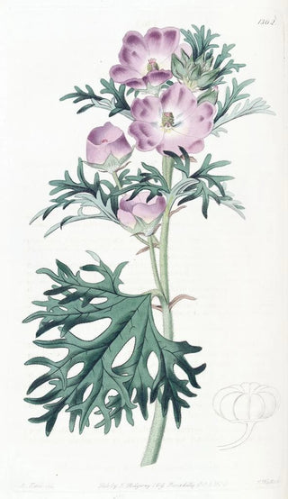 Sydenham Edwards - Purple Mallow.webp