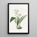 Maxillaria à fleurs en grappe - Sydenham Edwards — ingelijst kunstwerk aan de muur