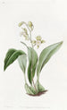 Maxillaria à fleurs en grappe - Sydenham Edwards — weergave van het kunstwerk