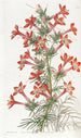 Gilia à pied de corbeau - Sydenham Edwards — weergave van het kunstwerk