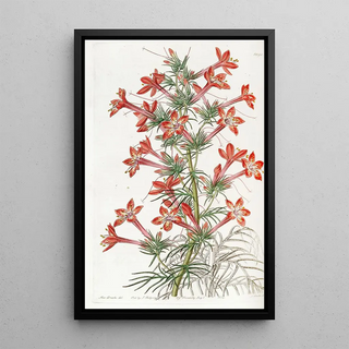 Sydenham Edwards - Ravenfooted Gilia.webp