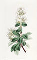 Raphiolepis rouge - Sydenham Edwards — weergave van het kunstwerk