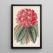 Rhododendron Rollissonii - Sydenham Edwards — ingelijst kunstwerk aan de muur