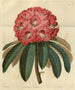 Rhododendron arboricole rose - Sydenham Edwards — weergave van het kunstwerk