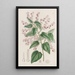 Corethrostylis aux bras roses - Sydenham Edwards — ingelijst kunstwerk aan de muur