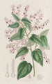 Corethrostylis aux bras roses - Sydenham Edwards — weergave van het kunstwerk