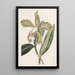 Cattleya à lèvres rugueuses - Sydenham Edwards — ingelijst kunstwerk aan de muur