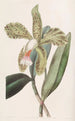 Cattleya à lèvres rugueuses - Sydenham Edwards — weergave van het kunstwerk