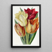 Tulipe à tige rugueuse - Sydenham Edwards — ingelijst kunstwerk aan de muur