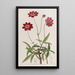 Flowering Scabious Cosmos Painting - Sydenham Edwards — framed artwork on a wall