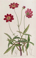 Flowering Scabious Cosmos Painting - Sydenham Edwards — artwork view