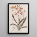Comparettia écarlate - Sydenham Edwards — framed artwork on a wall