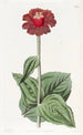 Zinnia écarlate - Sydenham Edwards — artwork view