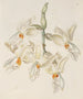 Stanhopea inodore - Sydenham Edwards — weergave van het kunstwerk