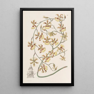 Sydenham Edwards - Scorched Oncidium.webp