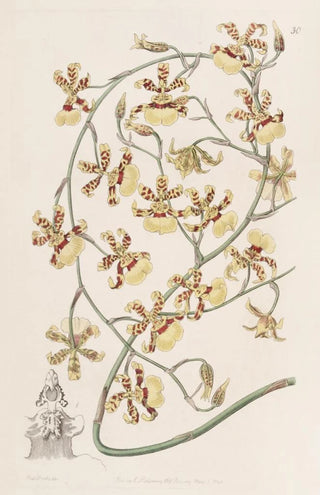 Sydenham Edwards - Scorched Oncidium.webp