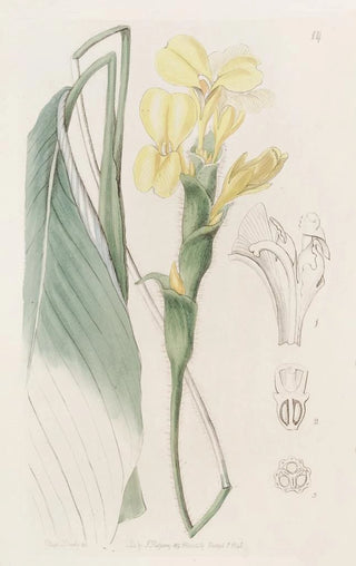 Sydenham Edwards - Shaggy Calathea.webp