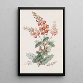 Sydenham Edwards - Shaggy Gastrolobe.webp