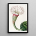 Cactus épineux à angles aigus - Sydenham Edwards — framed artwork on a wall