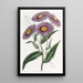 Stenactis éclatant - Sydenham Edwards — framed artwork on a wall