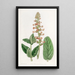 Gesnera with changing leaves - Sydenham Edwards — framed artwork on a wall