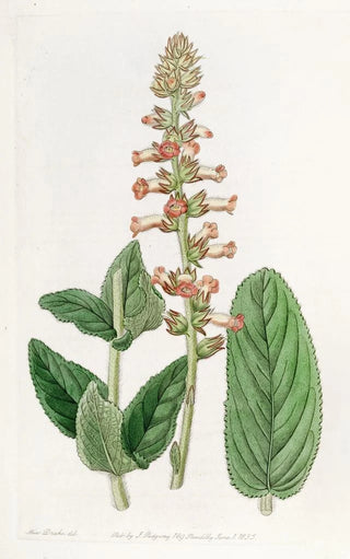 Sydenham Edwards - Shiftingleaved gesnera.webp