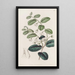 Royena brillante painting - Sydenham Edwards — framed artwork on a wall