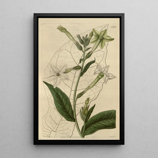 Sydenham Edwards - Shiraz Tobacco.webp